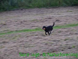 Hundetræning efterår 2015